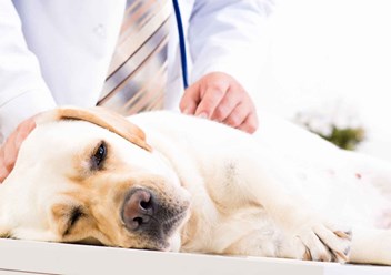 Фото компании  «РасВет» 6