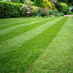 Фото компании  Садовый Дворик - магазин саженцев 6