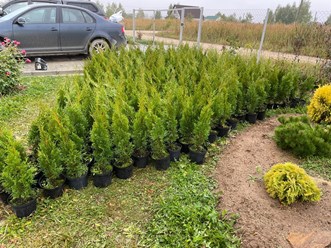 Фото компании  Питомник Митрохиных 1