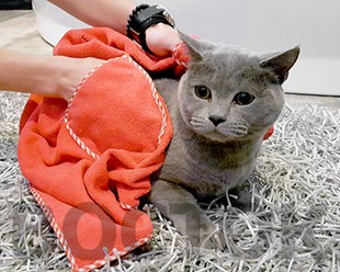 Полотенце для кошки
