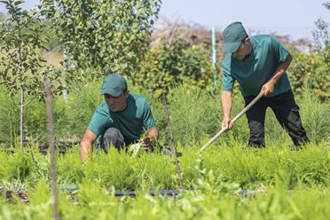 ВЫРАЩИВАЕМ СПАРЖУ И ДЕКОРАТИВНЫЕ РАСТЕНИЯ НА ПРОСТОРАХ ПОВОЛЖЬЯ НА БЕРЕГУ РЕКИ ВОЛГА УЖЕ БОЛЕЕ 3Х ЛЕТ.