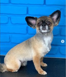 Фото компании  Зоосалон Мон Ами 4