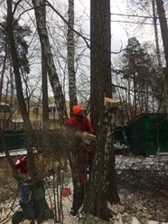 Фото компании ООО Удаление Деревьев 3