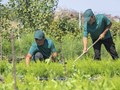 ВЫРАЩИВАЕМ СПАРЖУ И ДЕКОРАТИВНЫЕ РАСТЕНИЯ НА ПРОСТОРАХ ПОВОЛЖЬЯ НА БЕРЕГУ РЕКИ ВОЛГА УЖЕ БОЛЕЕ 3Х ЛЕТ.