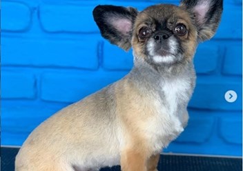 Фото компании  Зоосалон Мон Ами 4