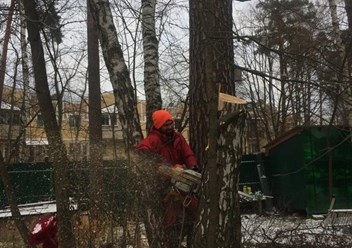 Фото компании ООО Удаление Деревьев 3