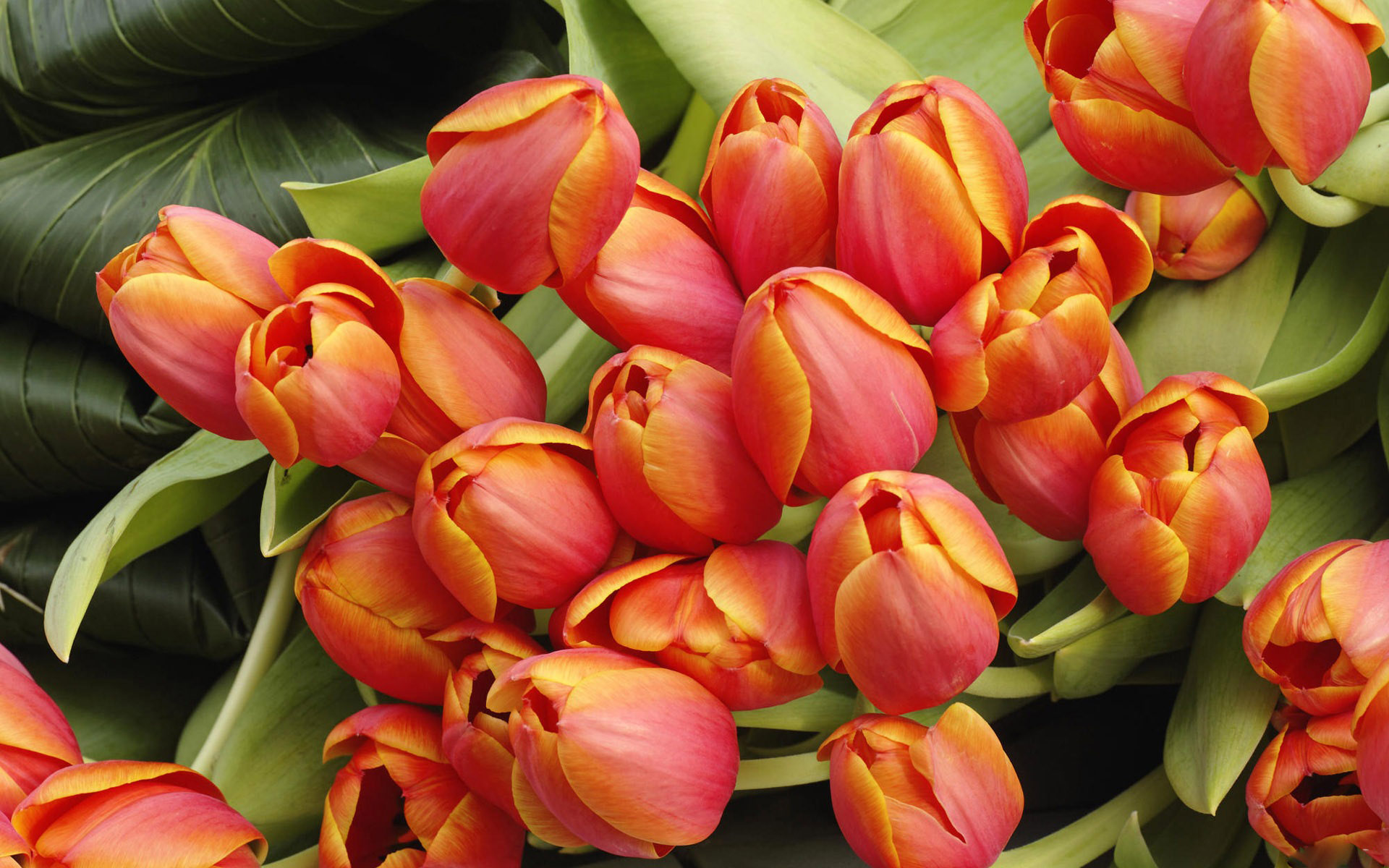 Голландские тюльпаны.