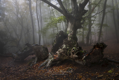 Дремучий лес фото Ю. Назаренко