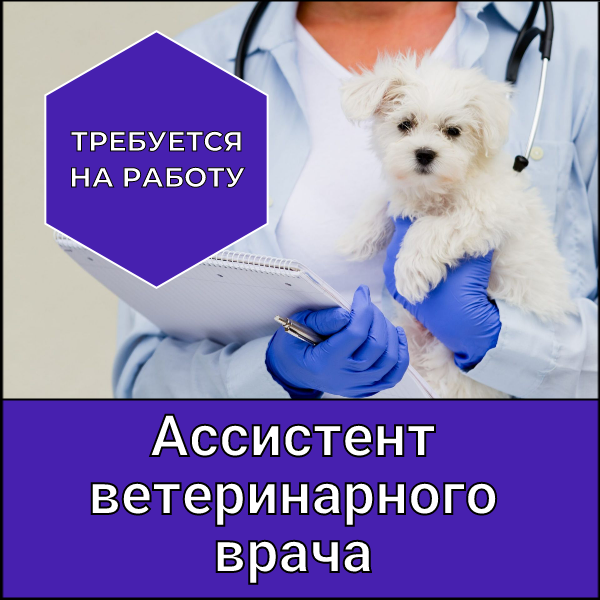 Ассистент ветеринарного врача
