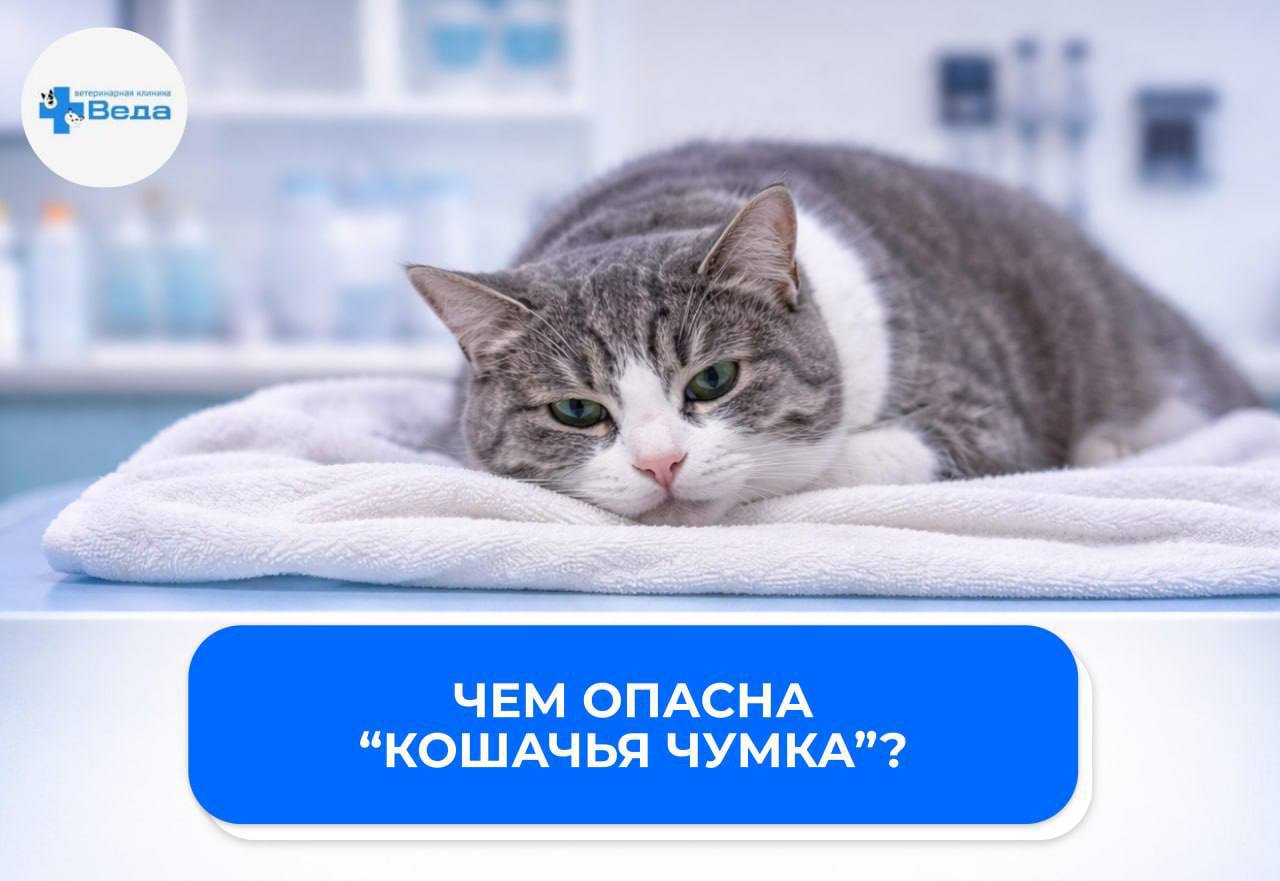 Изображение новости