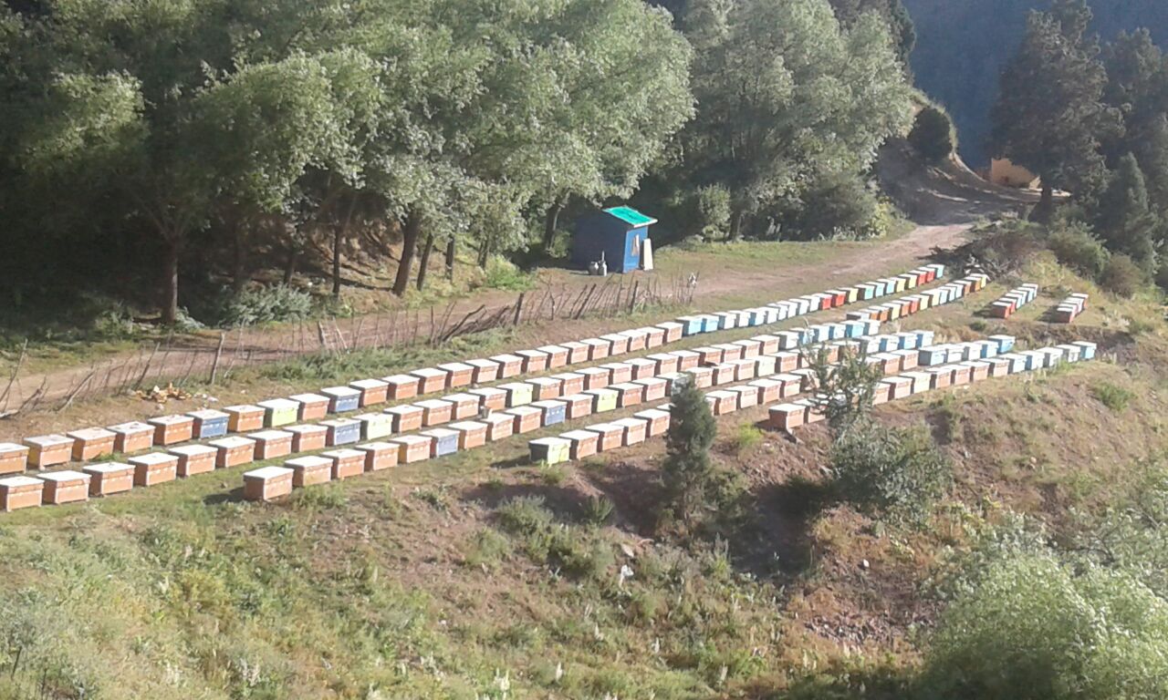 Одна из Пчелоферм