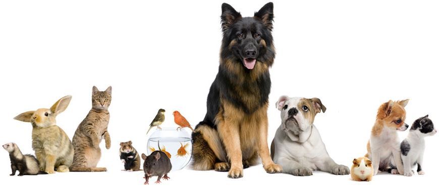 Ветеринарная помощь животным на дому