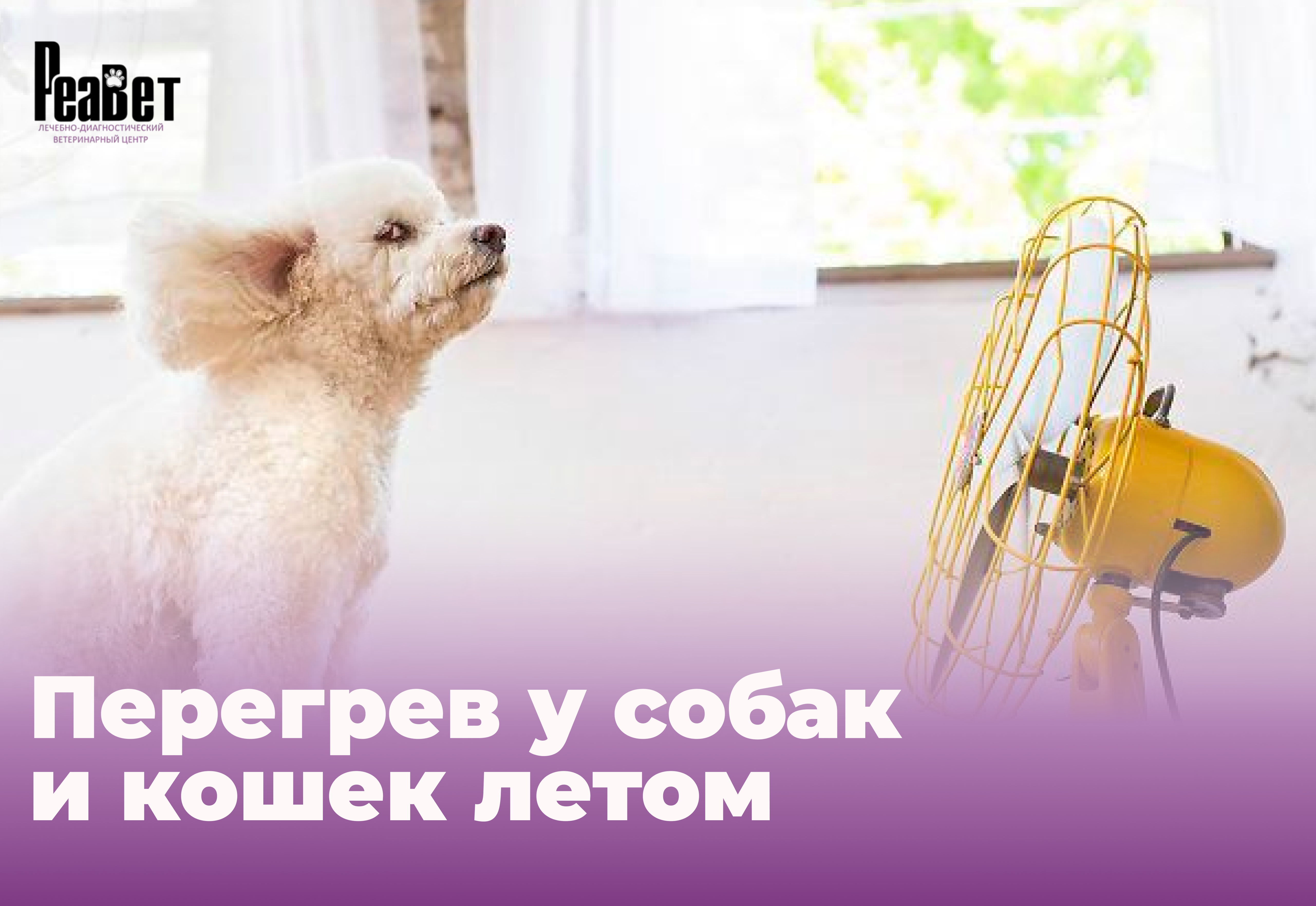 Перегрев у собак и кошек