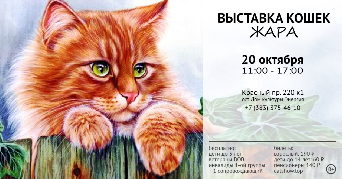 Выставка кошек "Жара"
20 октября 2018 год с 11-00 до 17-00