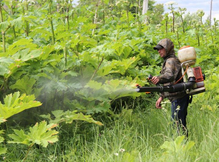 Обработка борщевика