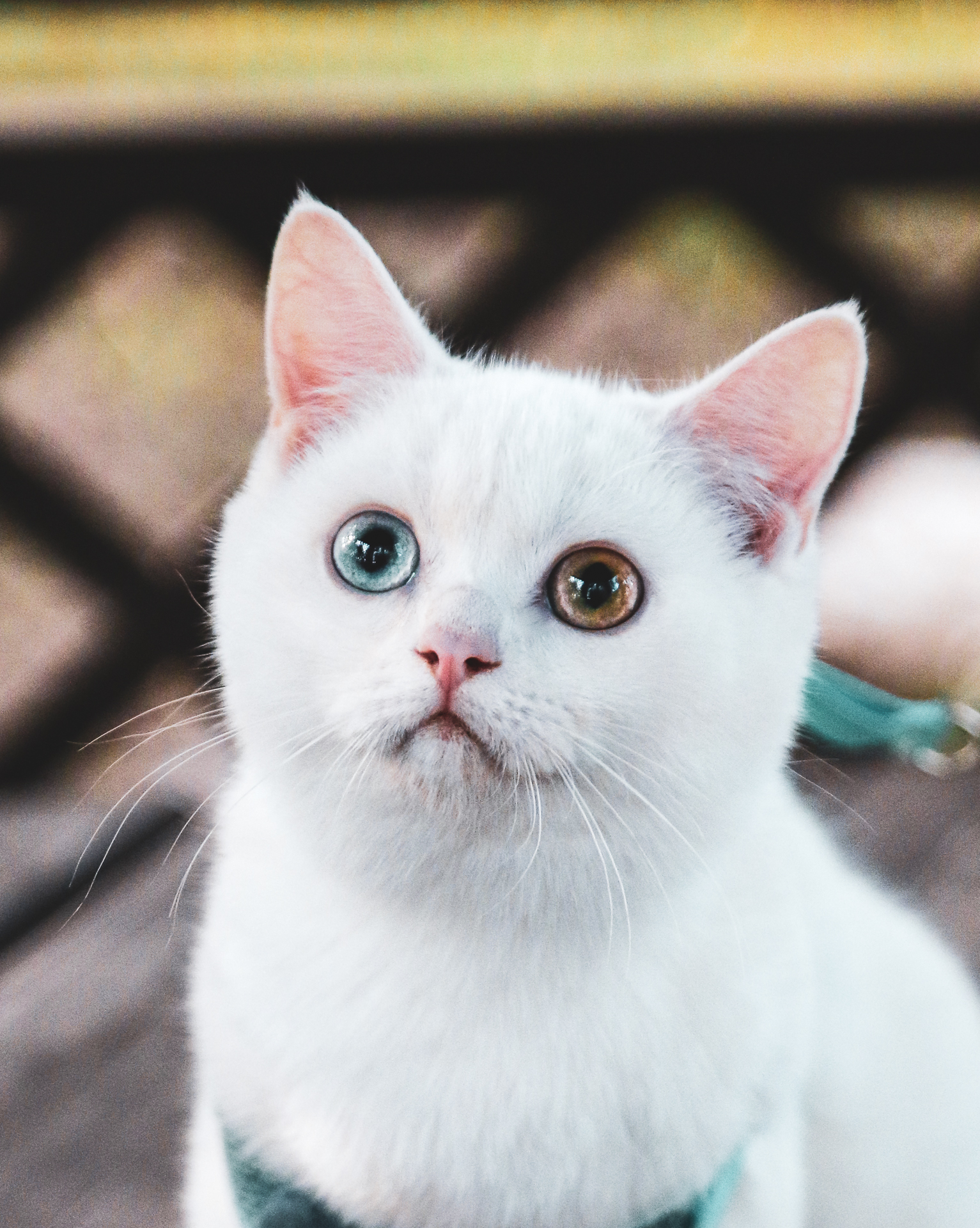 Белый шотландский котик продается