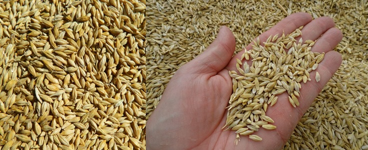Ячмень 大麦 - экспорт в Китай