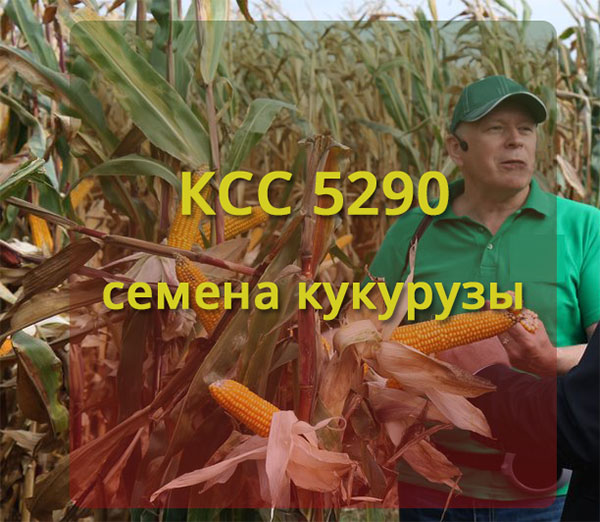 семена кукурузы КСС 5290