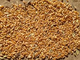 Пшеница по 11,60 руб за кг.