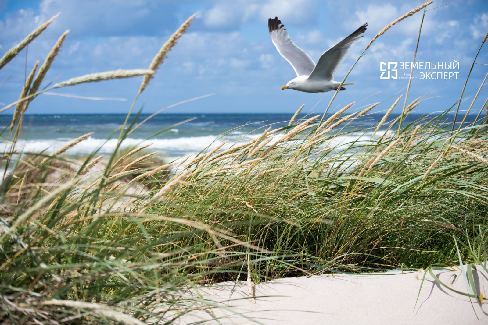 Участки в 1км от берега Балтийского моря от 260.000 руб/сотка. Подробная информация Okolomore.ru