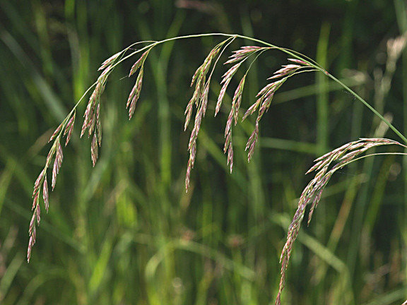 Овсяница тростниковая - многолетнее злаковое растение, используемое для создания обыкновенных газонов и травянистых покрытий специального назначения.