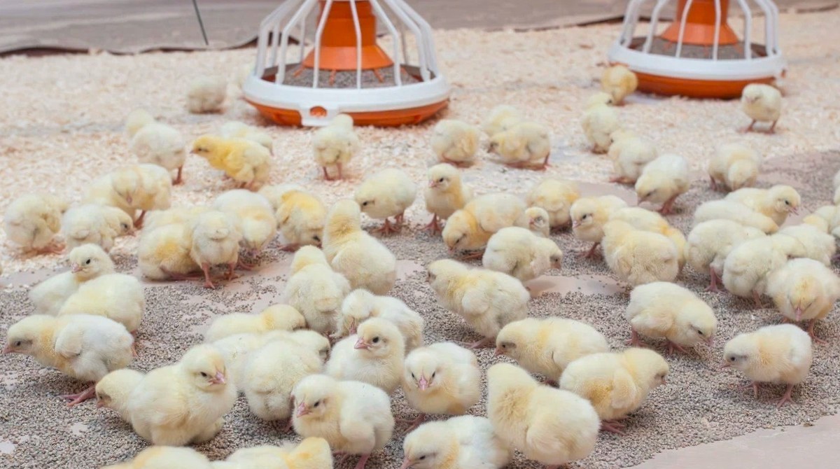 Изображение новости