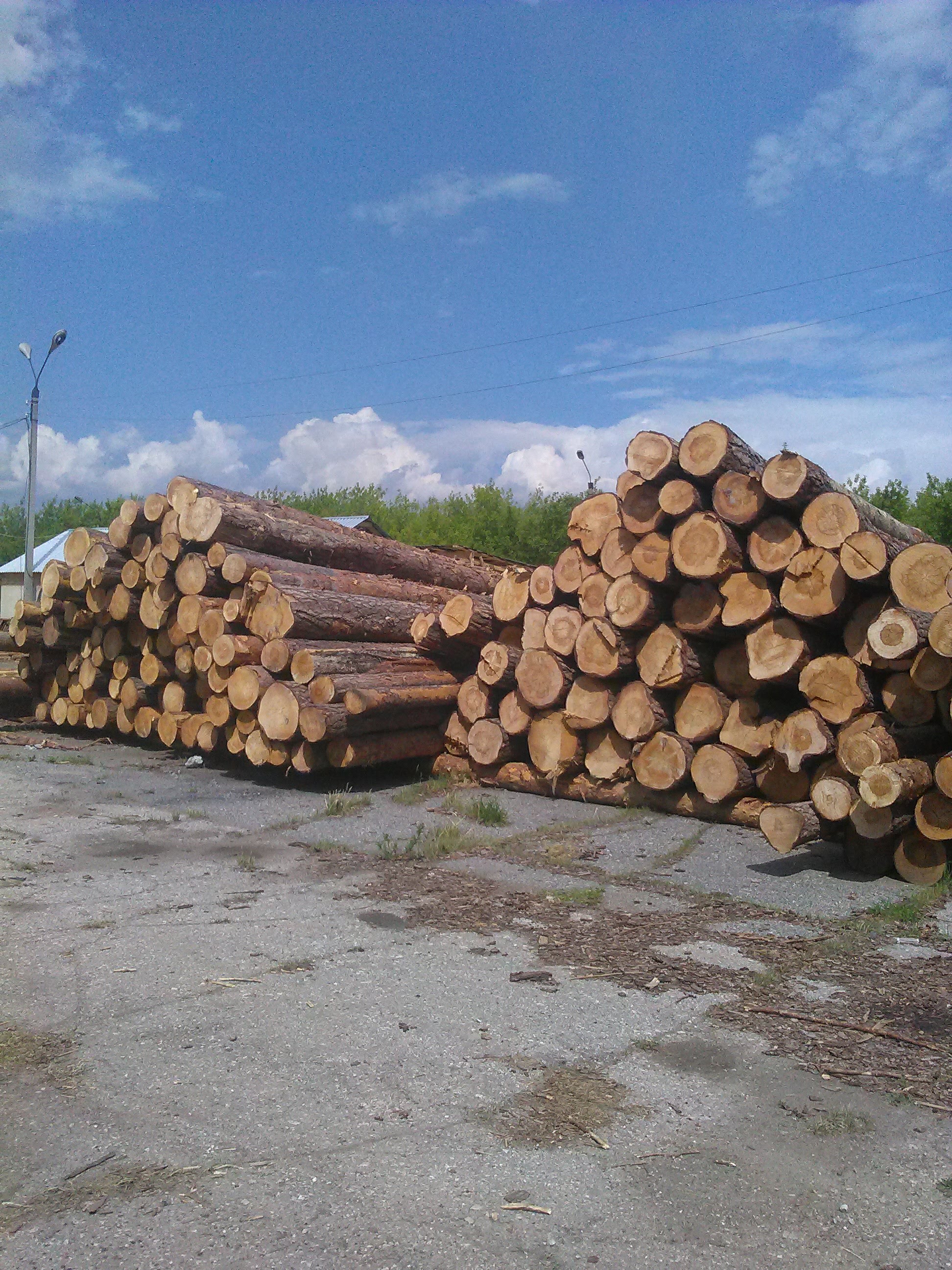 Потребность предприятия 300-500 кубометров Круглого леса в месяц