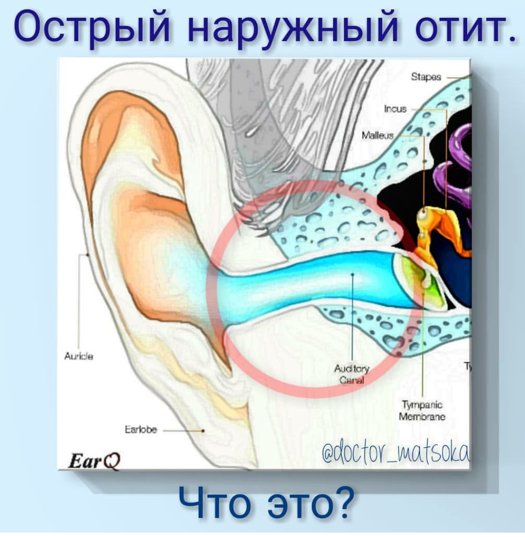 Медитокс тверь склизкова