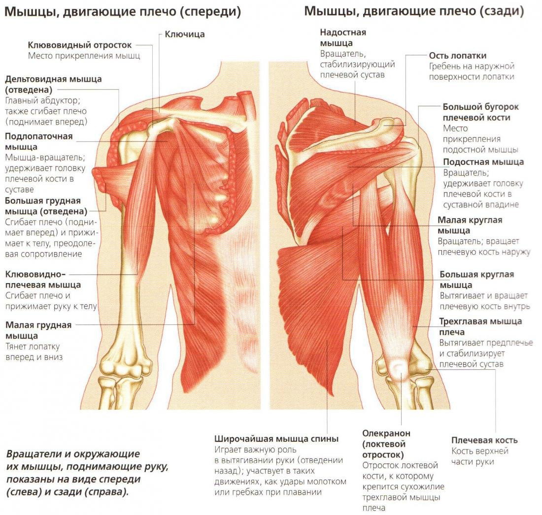 Ноющая боль в плече лечение. Боли дельтовидной мышцы плечевого сустава. Надостная мышца лопатки. Плечевой сустав мышцы действующие на сустав. Надостная мышца плеча.