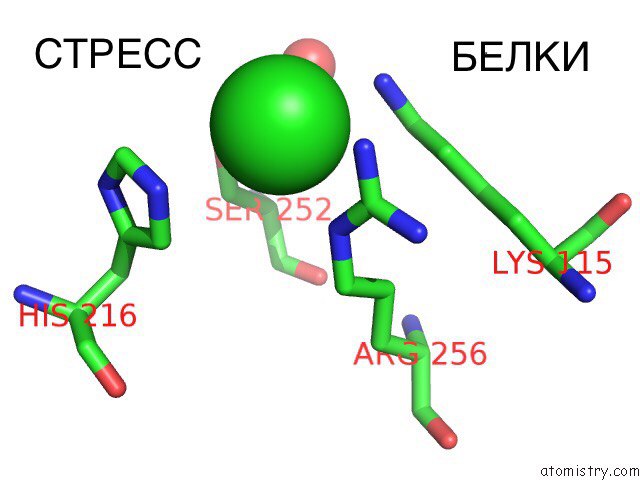 Маркерный белок. Стресс белки. Окислительный стресс повреждение белков. Биохимические адаптации адаптации. Повреждения белков при окислительном стрессе.