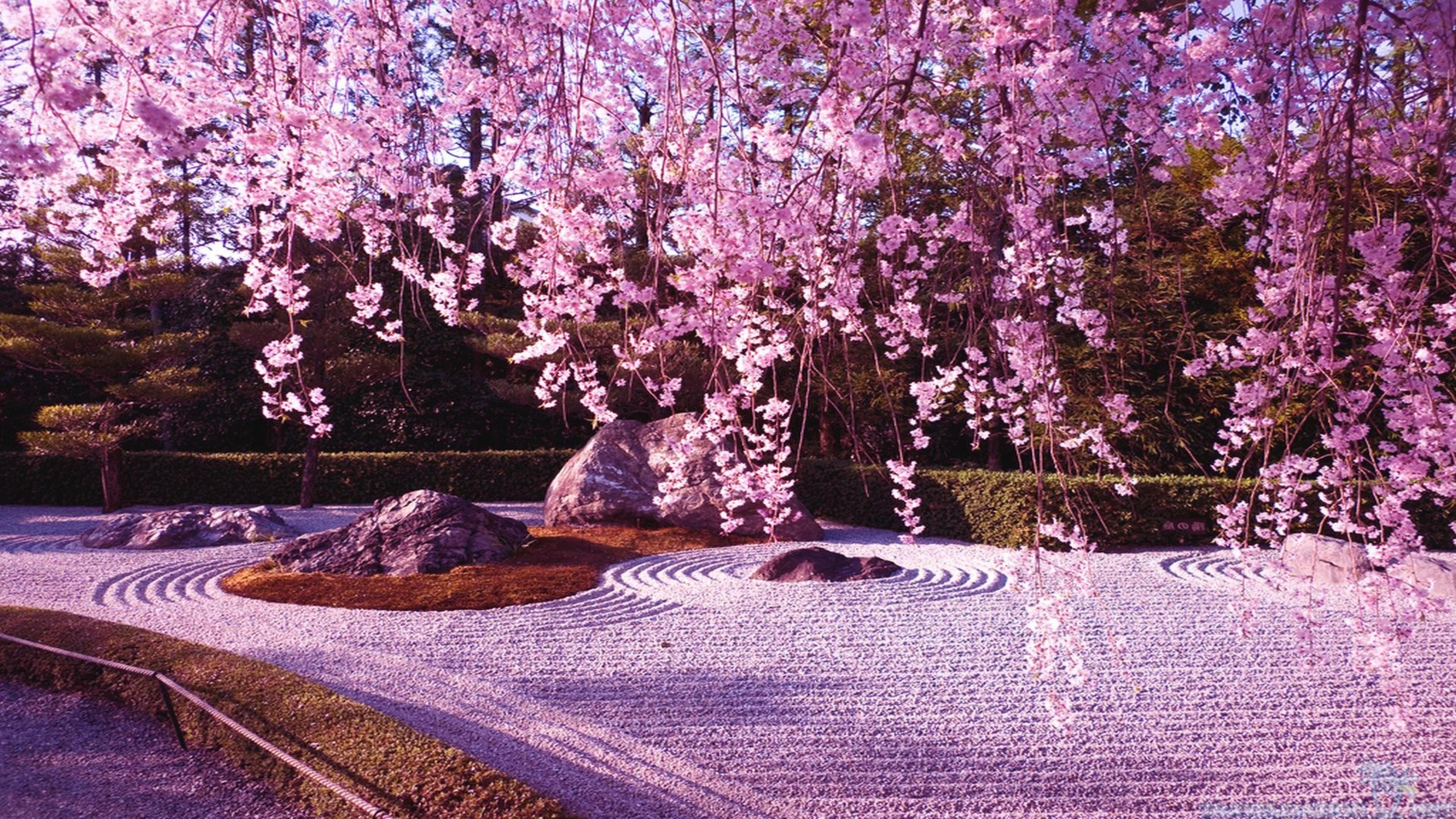 Сакура живые обои. Сакура черри блоссом дерево. Корея черри блоссом. Японский сад ВДНХ Сакура. Японский сад Мрия Сакура.
