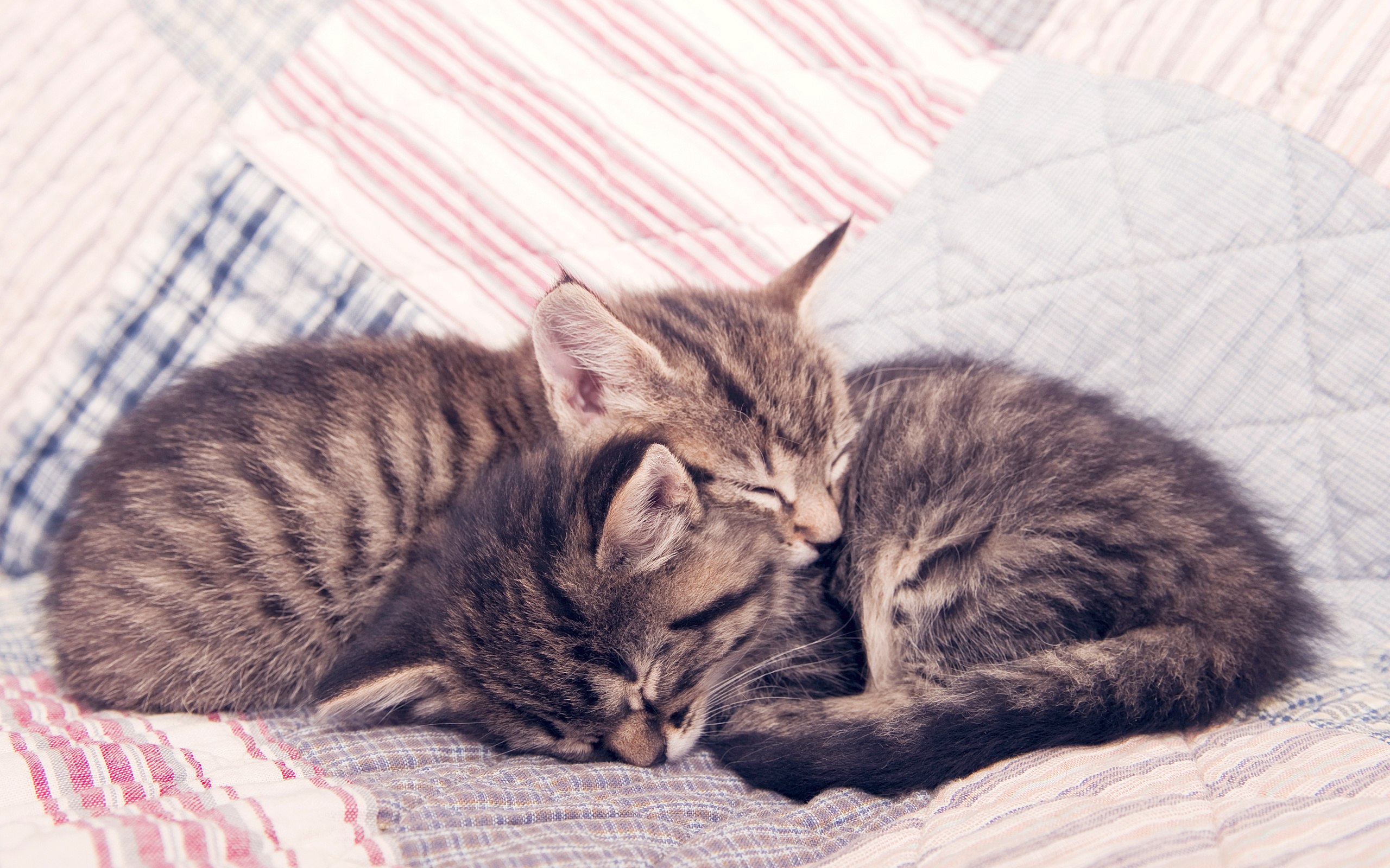 Кошки спят вместе. Спящие котики. Нежные котята. Котики обнимаются.
