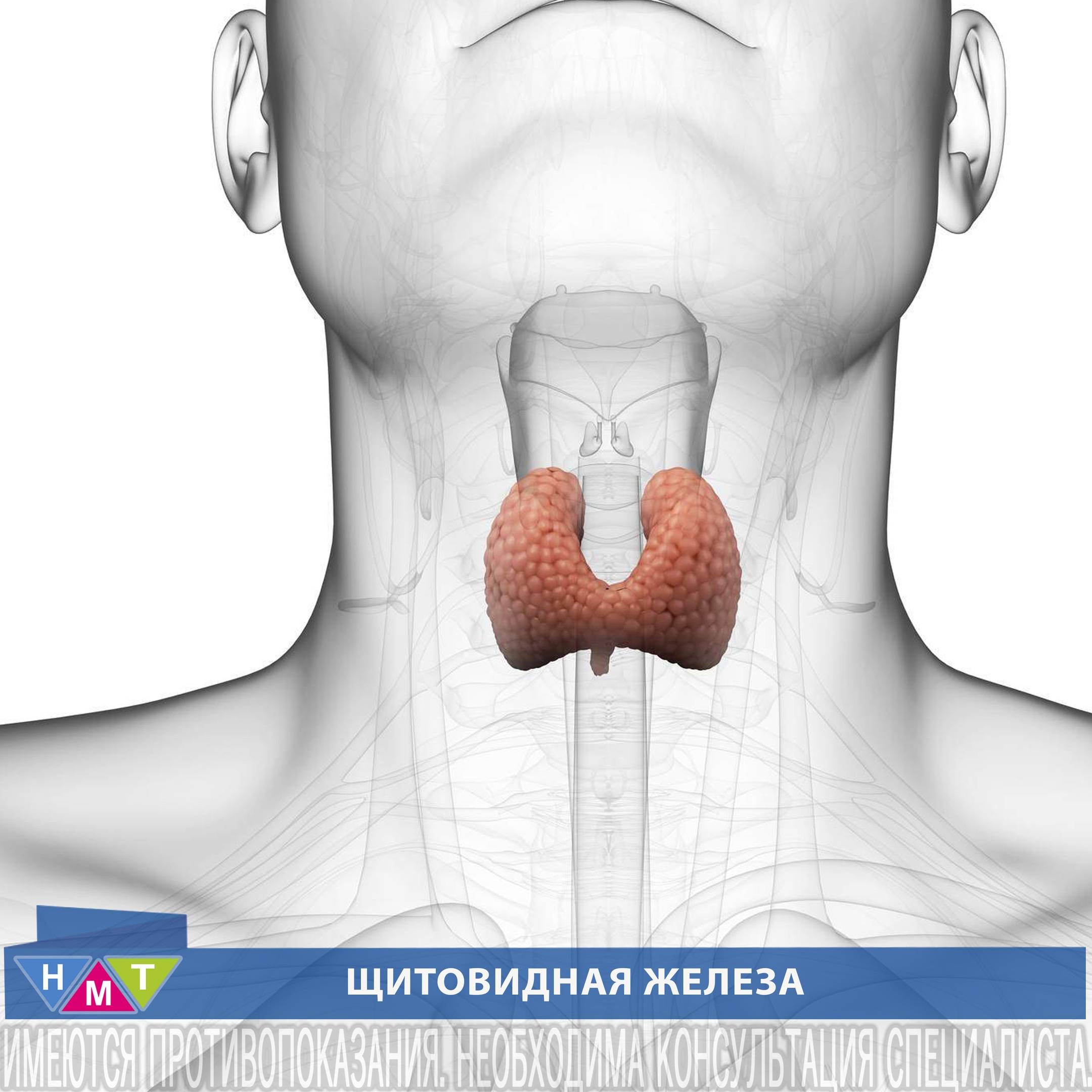 Как живете без щитовидной железы. Щитовидная железа человека. Щитовидная железа расположение. Щитовидка железа щитовидная. Щитовидная железа анимация.