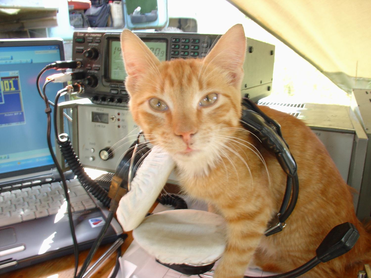 Кот Радиолюбитель