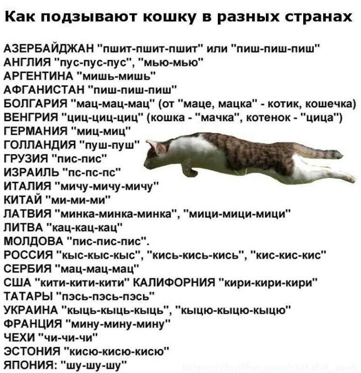 Кис на русском языке. Как подзывают кошек в разных странах. Как зовут кошек в разных странах. Коты на разных языках. Как подзывают кошек на разных языках.