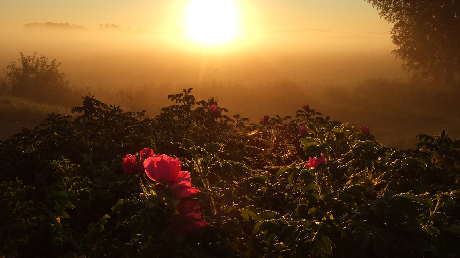 Утром проснусь на рассвете. Розы на рассвете. Розы на солнце. Розы в тумане.