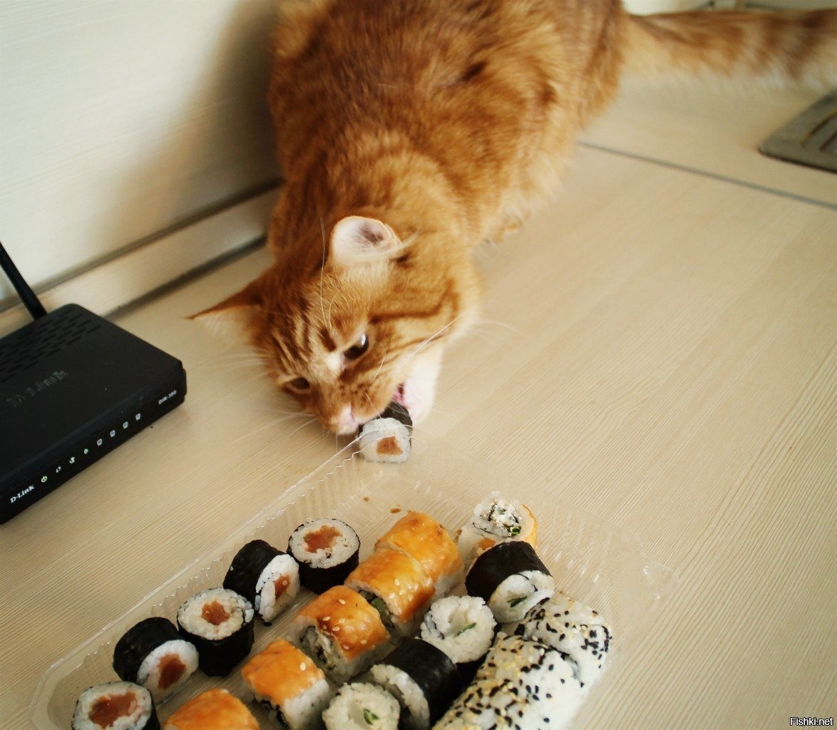 Кот ест суши