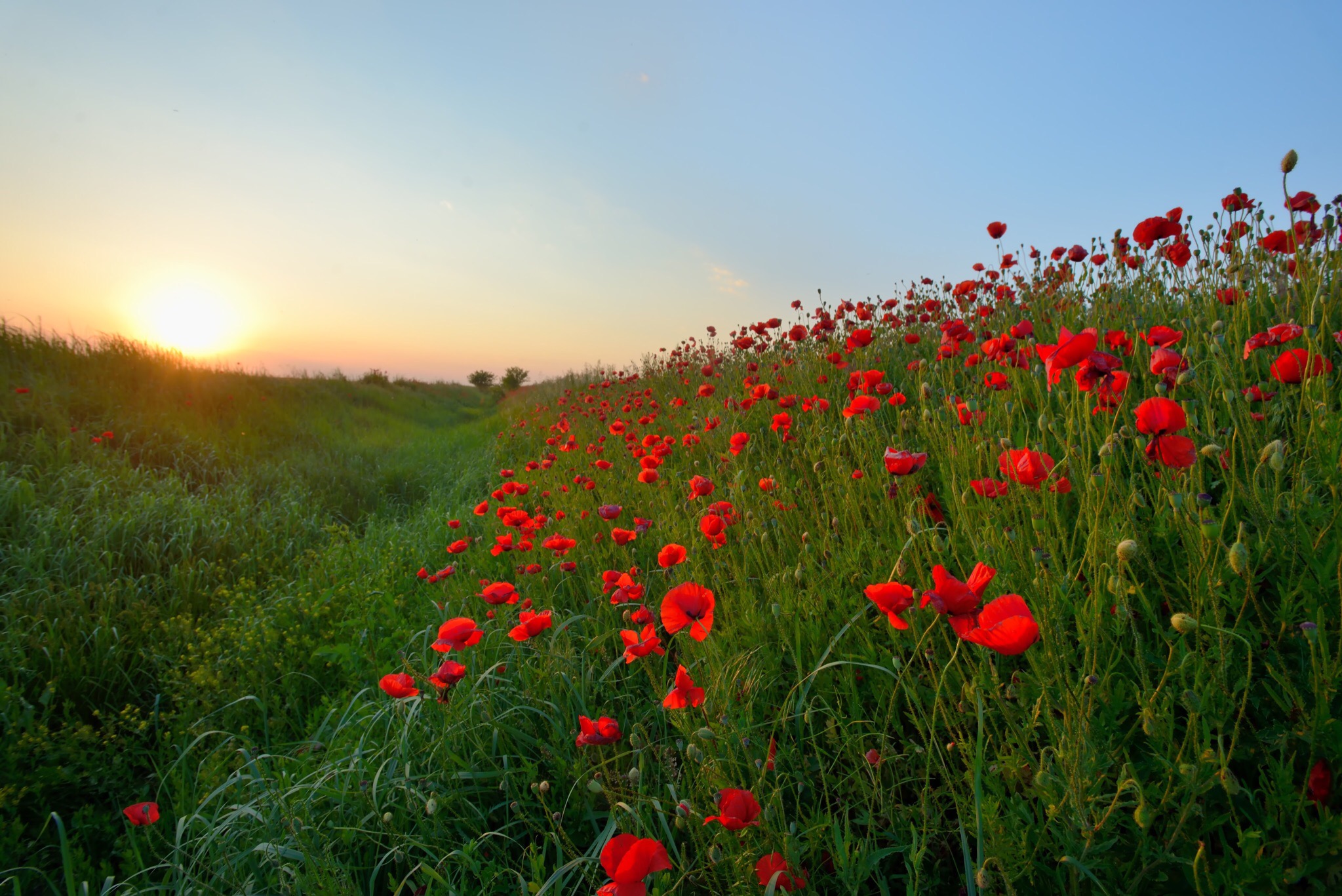 Поле 13. Remembrance Day Маковое поле. Маковое поле обои. Цветущий холм среди пустого поля 2001. Картинка небо, солнце, трава, красные цветы.