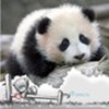 Аватар пользователя панда