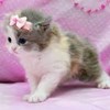 Аватар пользователя Яна Ставицкая